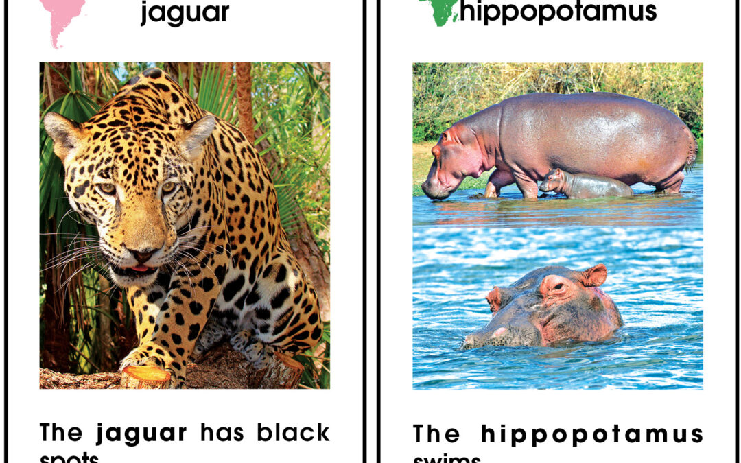 World Mammal Card Set